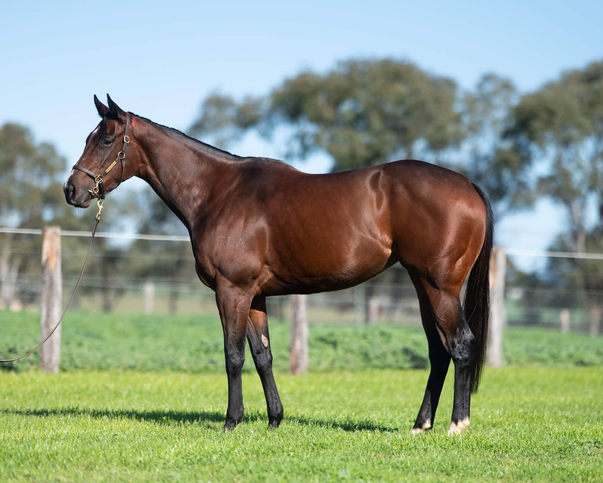 Lady Of Camelot standing in a paddock for a conformation photo