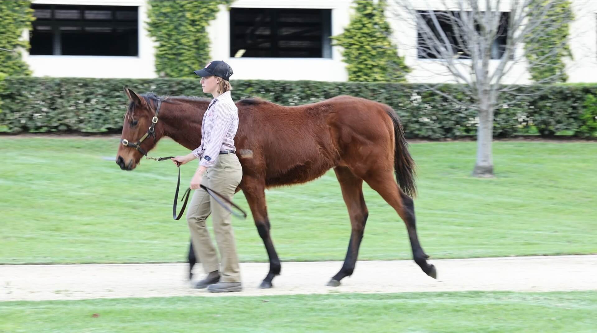 Zoustar x Miss Debutante Weanling Video poster